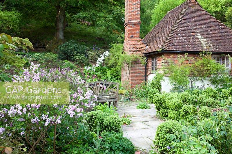 Syringa meyeri 'Palibin' - Lilac - growing in cottage garden. Copyhold Hollow, Sussex, UK. 