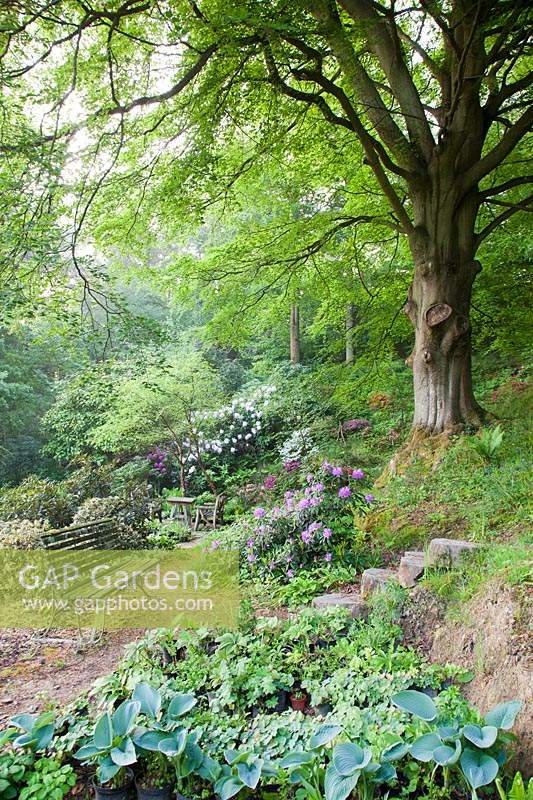 Old bench with overhanging Fagus - Beech tree in colourful woodland garden. Copyhold Hollow, Sussex, UK. 