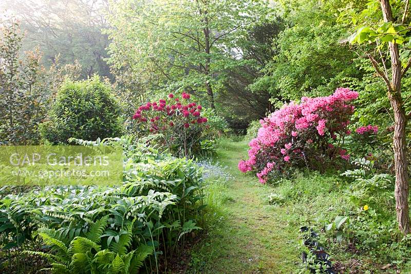 Rhododendron 'Henry's Red' and Rhododendron 'Winsome' flowering with other perennials in woodland garden. Copyhold Hollow, Sussex, UK. 