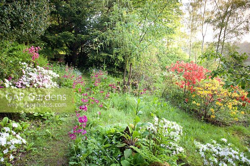 Mixed Azalea and Primula flowering in spring woodland garden. Copyhold Hollow, Sussex, UK. 