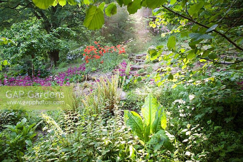 Mixed woodland border, with Ferns and Primula. Copyhold Hollow, Sussex, UK. 