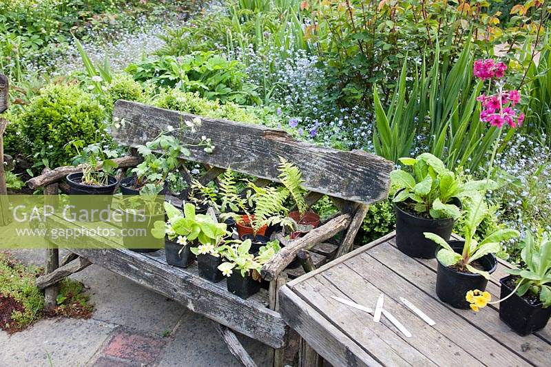 Collection of potted plants on old rustic wooden bench in spring.  Copyhold Hollow, Sussex, UK. 