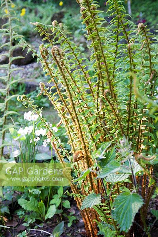 Fern unfurling in spring with nettles and primula. 