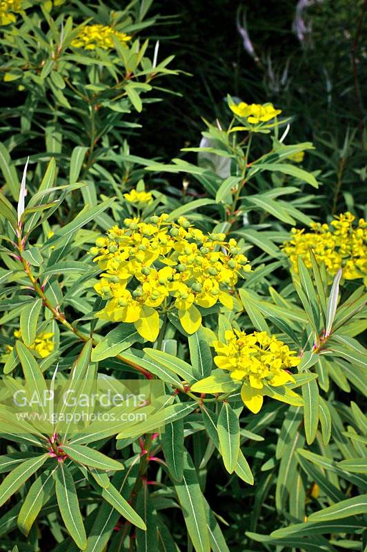 Euphorbia sikkimensis - Sikkim Spurge