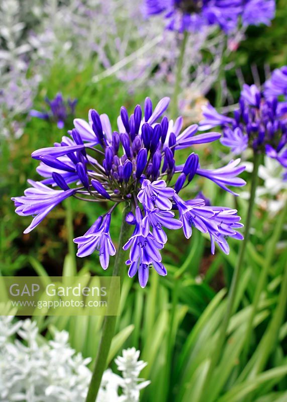 Agapanthus 'Midnight Star' - African Lily 'Midnight Star'