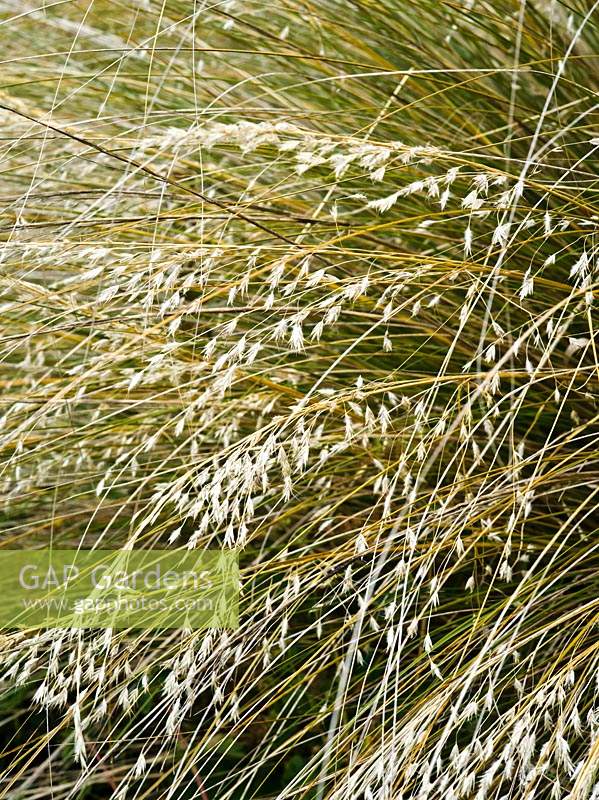 Chionochloa rubra - Red tussock Grass