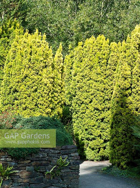 Taxus baccata 'Standishii' - columnar golden yews marking entrance to garden