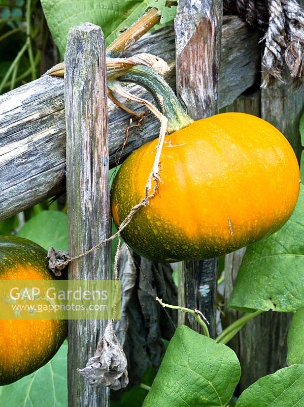 Pumpkin 'Baby Bear', ripening on wooden fence - Cucurbita