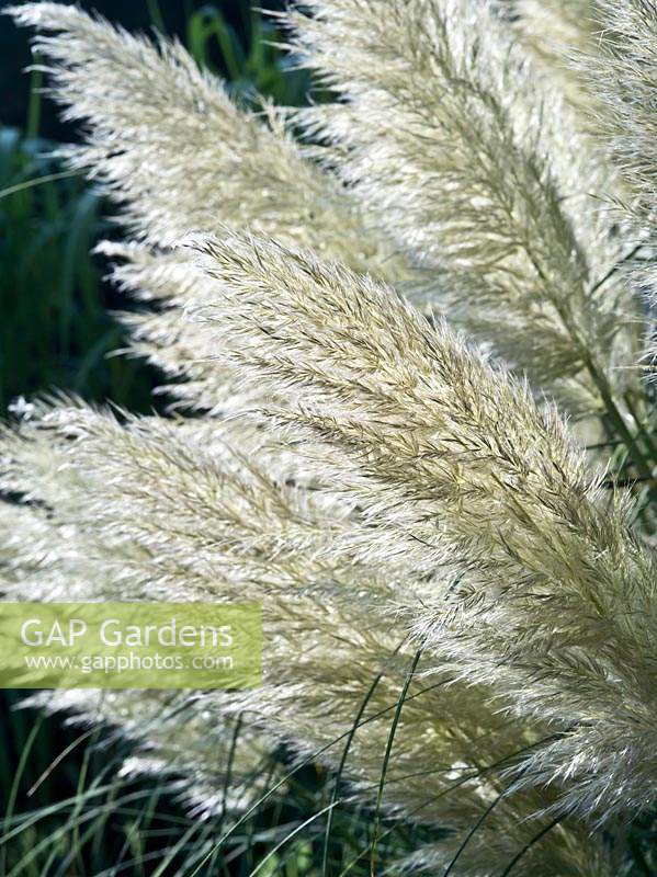 Cortaderia selloana 'Pumila' - Pampas Grass 'Pumila'
