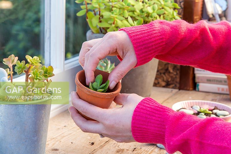 Woman sticking succulent cutting into terracotta pot of compost.
