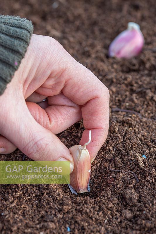 Close up of woman planting cloves of Garlic 'Arno' just under surface of soil.