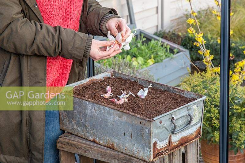 Woman separating cloves of Garlic 'Arno' for planting.