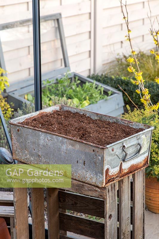 Rustic metal drawer planted with cloves of Garlic 'Arno'