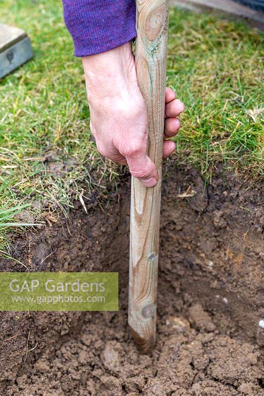 Using a wooden stake to measure depth of planting hole prior to planting a potted tree