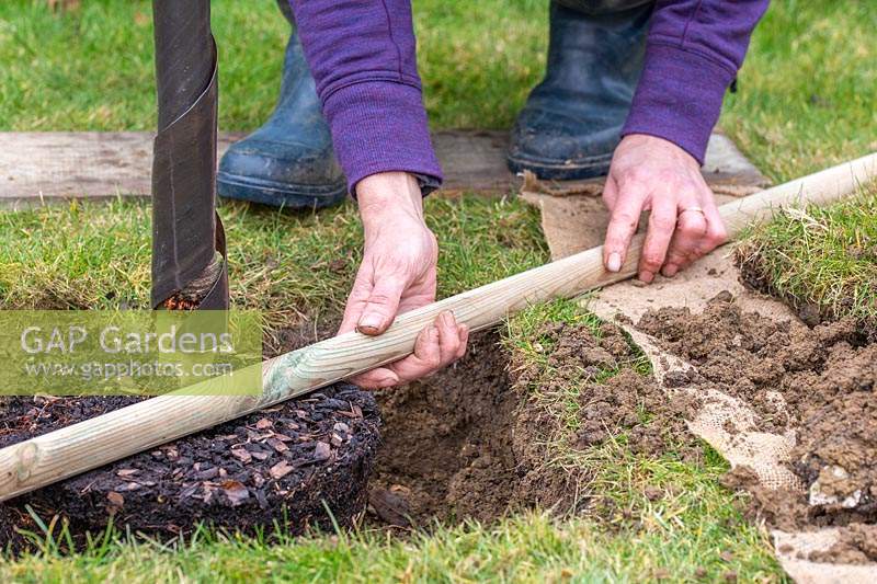 Using a wooden stake to check pot-grown Malus domestica - apple - tree is 
planted at correct level