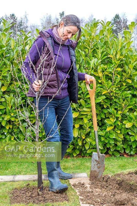 Woman using heel to firm down soil around Malus domestica - apple tree after 
planting