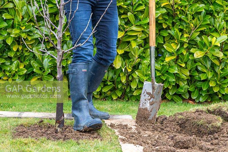 Using heel to firm down soil around Malus domestica - apple - tree after 
planting