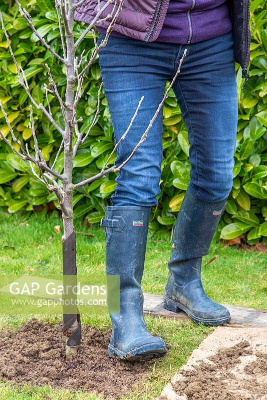 Using heel to firm down soil around Malus domestica - apple - tree after
 planting