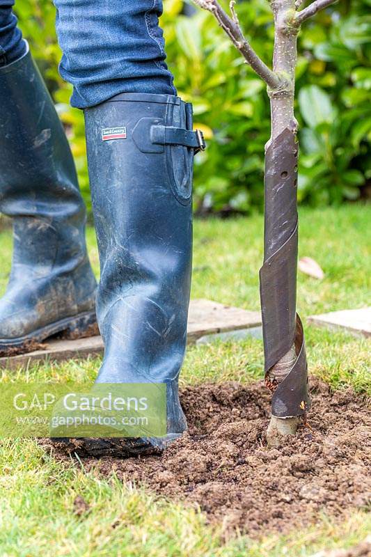 Using heel to firm down soil around Malus domestica - apple - tree after 
planting