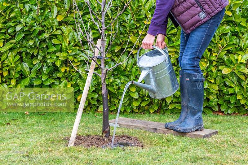 Watering in newly-planted Malus domestica - apple - tree