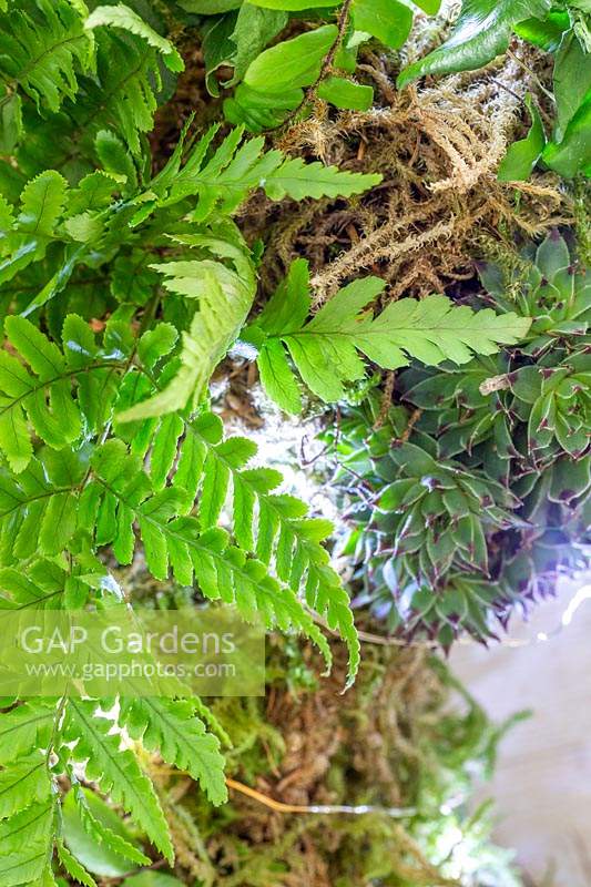 Close up of moss, fern and Sempervivum - houseleek - wreath decorated with 
LED fairy lights