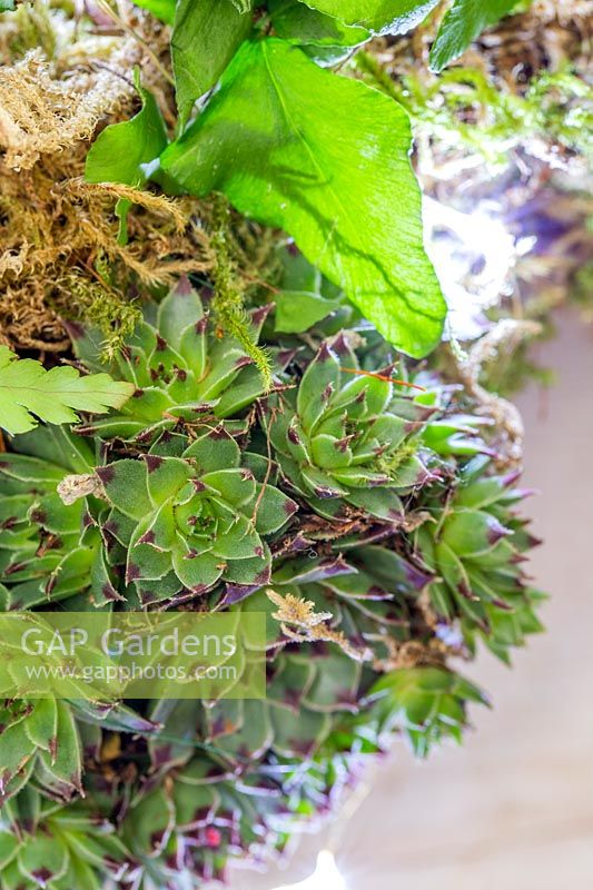 Close up of moss, fern and Sempervivum - houseleek - wreath decorated with LED fairylights