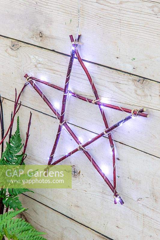 Cornus - dogwood - star decorated with LED fairylights hanging against 
wood backdrop