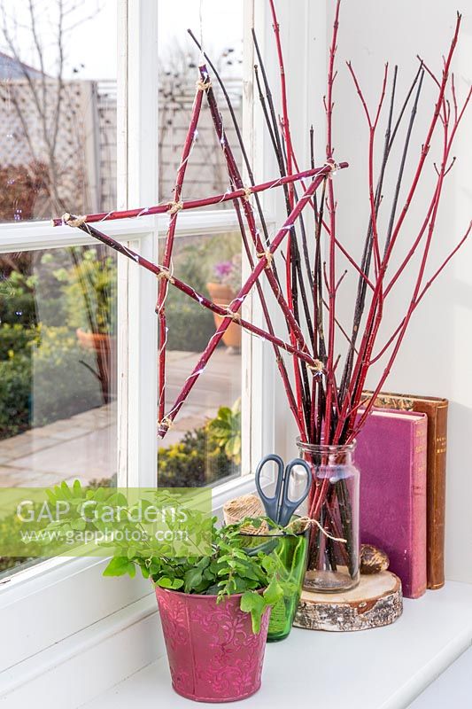 Cornus - dogwood - star decorated with LED fairylights hanging in window