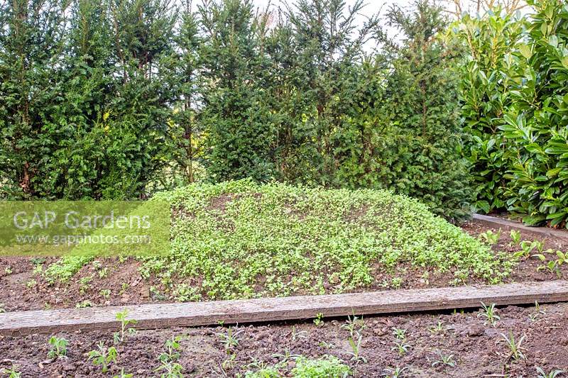 View of raised mound in empty bed, covered by green manure seedlings