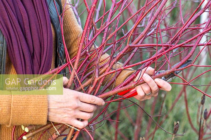 Woman with bundle of cut Cornus - dogwood - stems