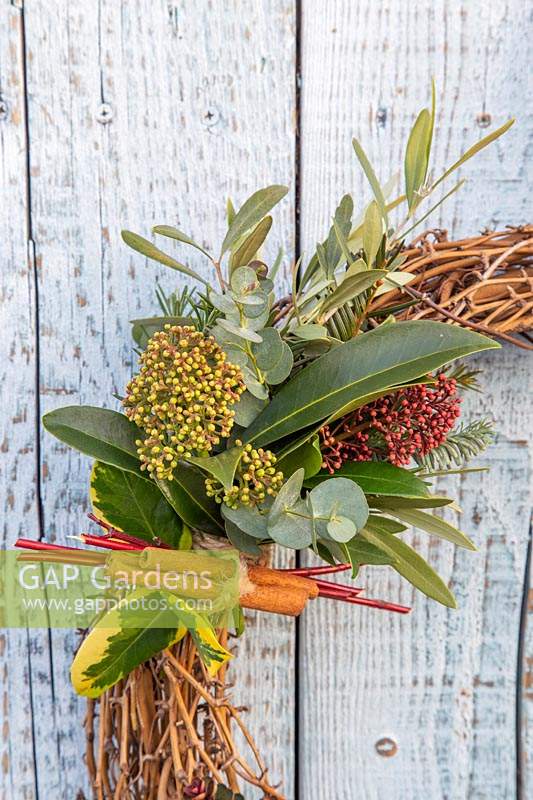 Close up of wreath, decorated with Skimmia, Ilex - holly, Cornus - dogwood
, Eucalyptus, Olea and cinnamon sticks