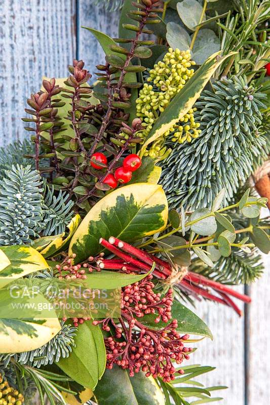 Close up of wreath, decorated with Skimmia, Ilex - holly, Cornus - dogwood - 
bundles, Eucalyptus, rosemary, conifer and Hebe