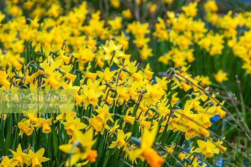 Narcissus 'Tete-a-Tete' - daffodils 