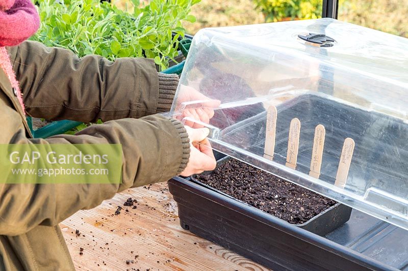 Woman putting tray of sown tomato seed into propagator in greenhouse.