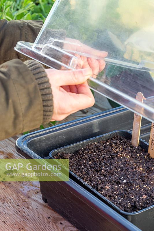 Woman putting tray of sown tomato seed into propagator in greenhouse.