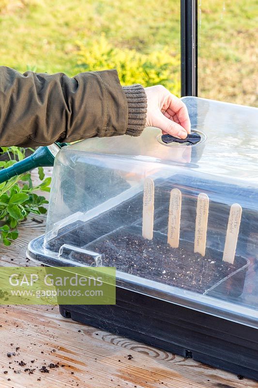 Woman closing vent on lid of propagator to aid humidity and encourage germination of tomato seeds.