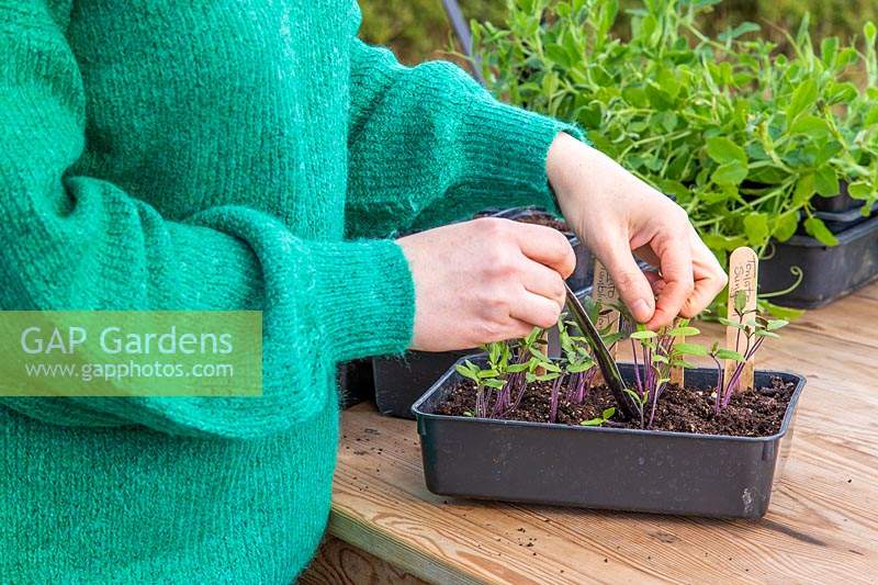 Woman carefully pricking out Tomato seedlings