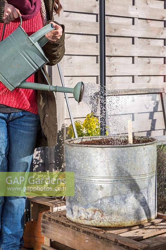 Woman watering broad bean seeds in large metal container. 