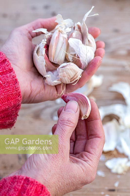 Holding bulb of garlic 'Arno' split into cloves prior to planting
