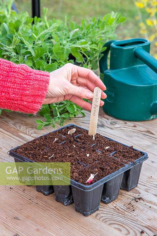 Adding plant label to plastic modular seed tray of garlic 'Arno'