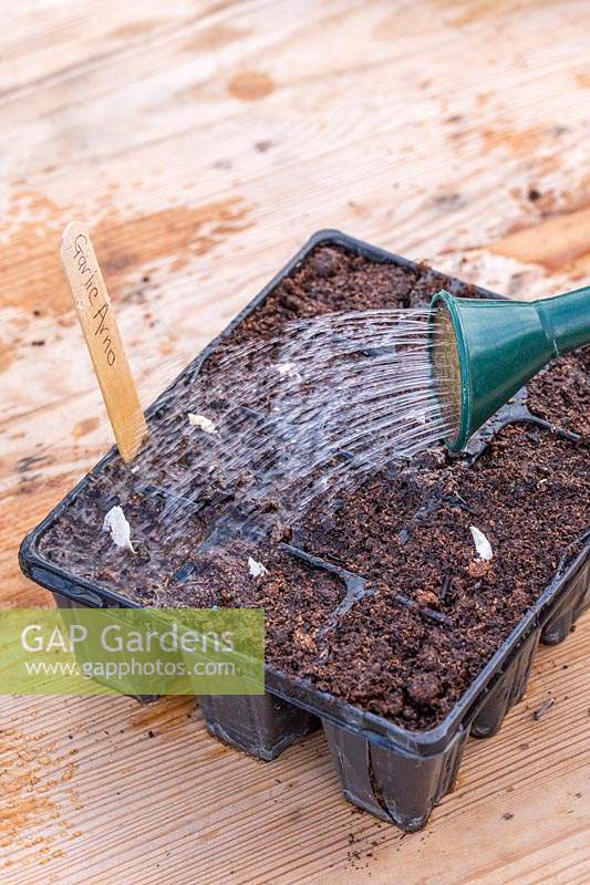 Watering black modular seed tray of recently-planted garlic 'Arno', using a watering can fitted with a rose