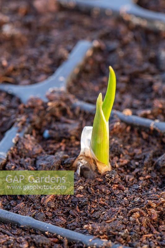 Freshly-shooting garlic 'Arno' emerging from plastic modular seed tray