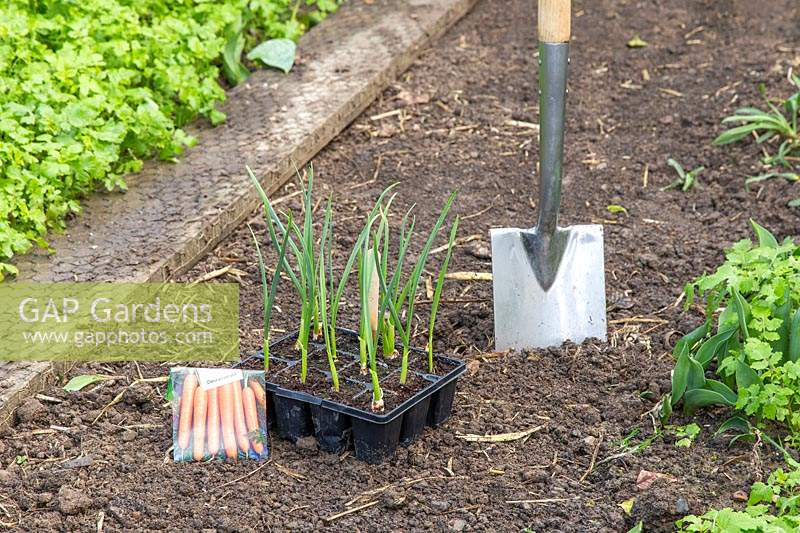 Garlic 'Arno' ready for planting out with Carrot seeds. 
