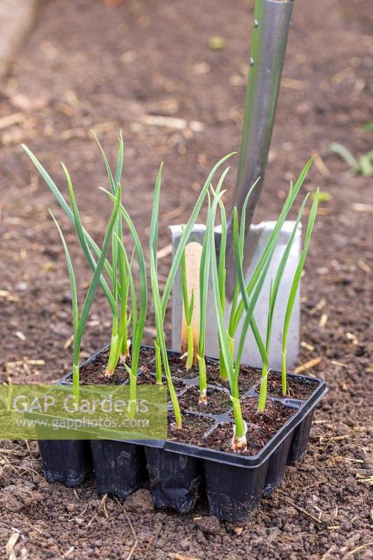 Garlic 'Arno' ready for planting out. 