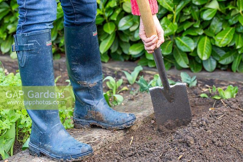 Using spade to create mound o f soil for planting garlic