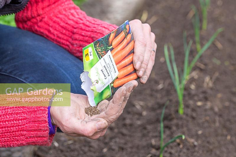 Woman careully tipping Carrot Daucus carota Karnavit F1 Hybrid seeds into hand