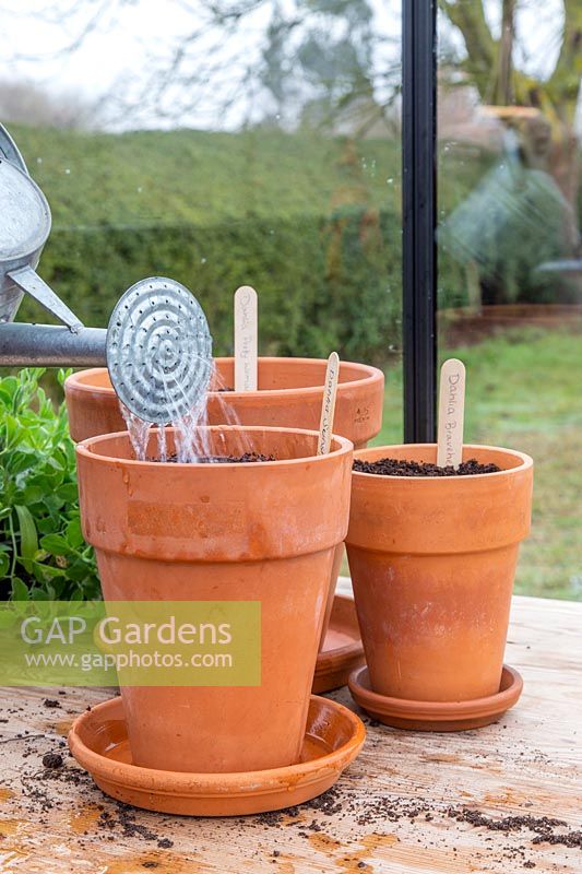 Person watering newly planted Dahlia tubers in terracotta pots.