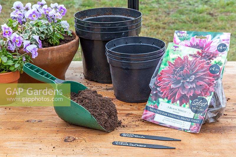 Tools and materials for planting Dahlia tubers into black plastic pots.