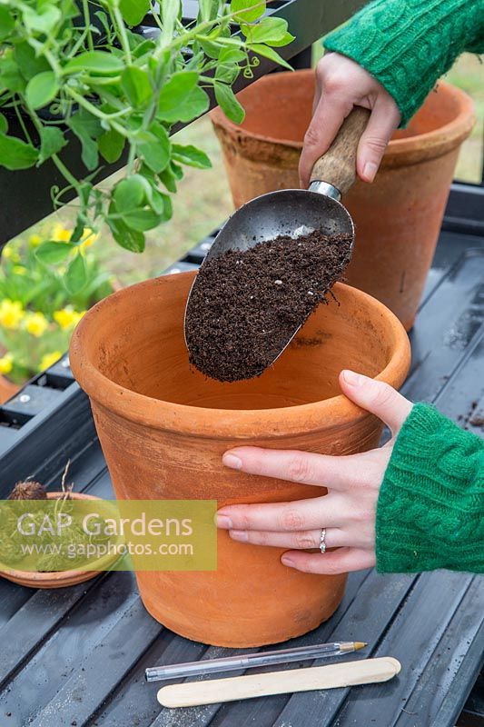 Woman adding compost to terracotta pot for planting Crocosmia bulbs.