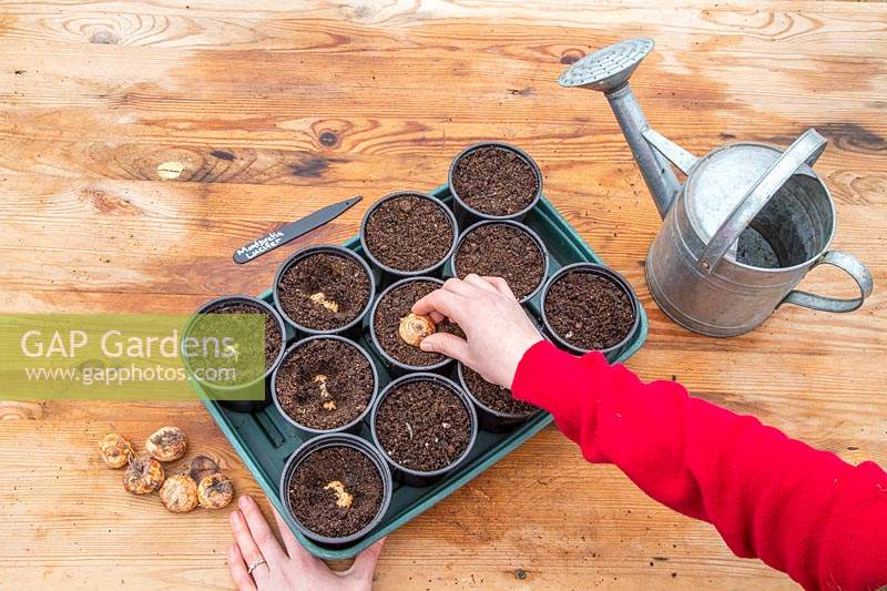 Person planting Crocosmia 'Lucifer' bulbs into small plastic plant pots.